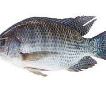 Tilapia.